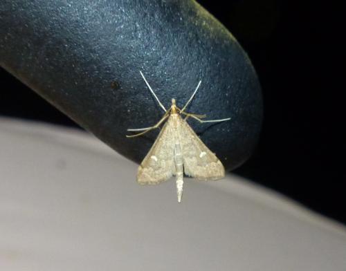 Réf. 271 035 : Dolicharthria punctalis